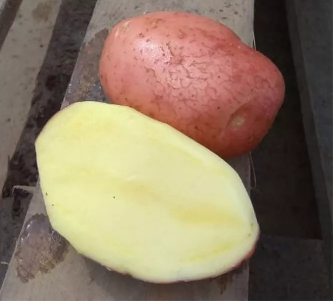 Картофель Родриго — характеристика сорта, отзывы, вкус, фото