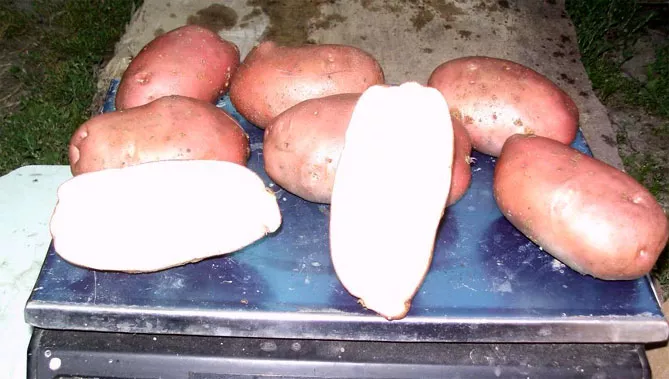 Картофель Рокко — характеристика и описание сорта, отзывы, вкус