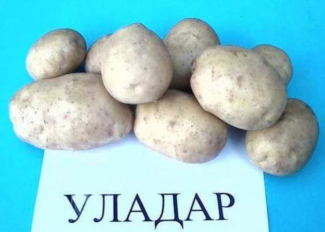 Картофель Уладар: характеристика сорта, отзывы, вкус, фото