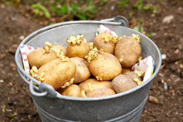 Картофель в ящиках как вырастить. Отзывы, технология
