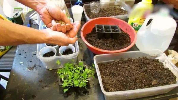 Кориандр: выращивание и уход в открытом грунте из семян