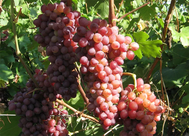 Лучистый Кишмиш — описание сорта винограда, отзывы