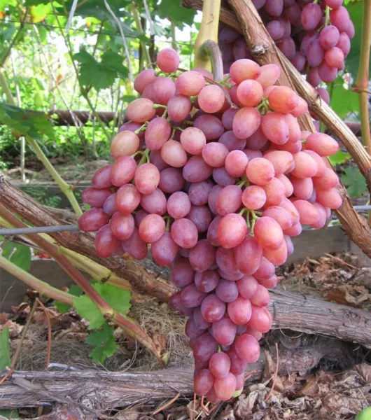 Лучистый Кишмиш — описание сорта винограда, отзывы