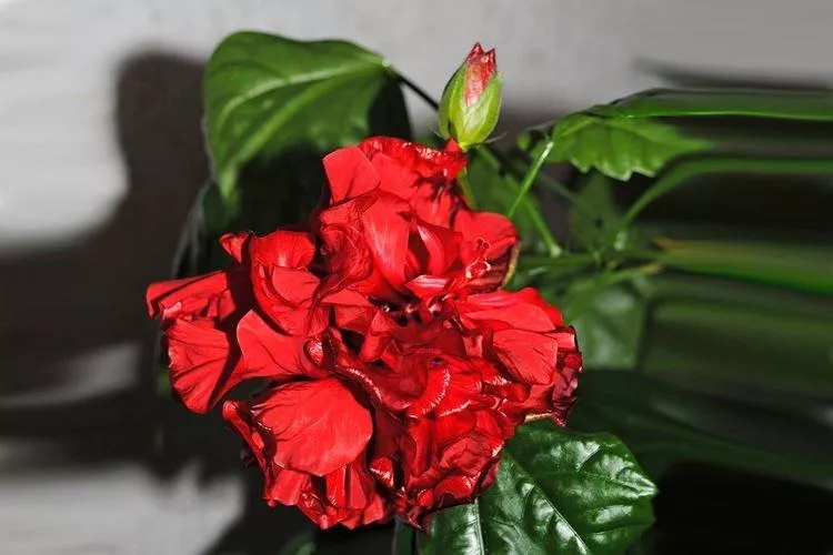 Китайская роза (70 фото) - виды, правильный уход и выращивание