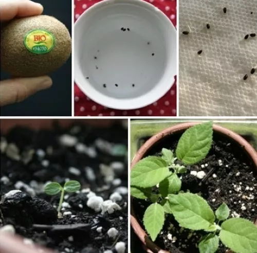 Плод киви Как растет, уход, выращивание в домашних условиях