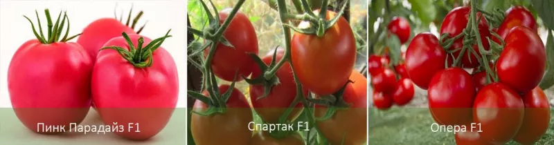 Кладоспориоз томатов: способы борьбы