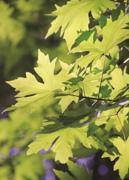 Канадский клен. Фото листьев, дерева, где купить саженцы, описание. Красные листья, сахарные листья, листья остролиста, пестрые