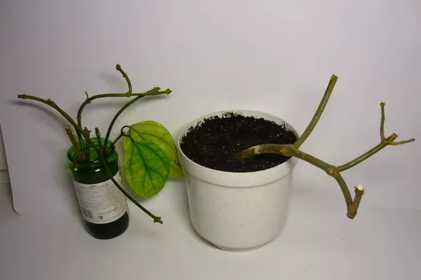 Клеродендрон (Clerodendrum) Томпсон, Валичи. Фото и уход, почва, обрезка, выращивание в домашних условиях