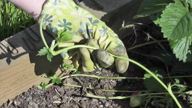 Клубника Монтантес: выращивание и уход