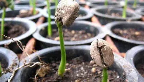 Арабский гном Альберт Кофе. Выращивание из семян в домашних условиях