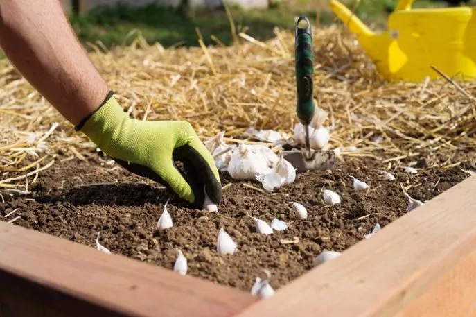 Когда лучше сажать чеснок: сроки посадки, способы, озимый или яровой чеснок, выбор семян, подготовка почвы