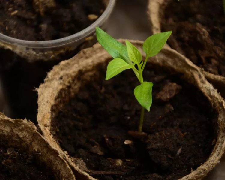 Когда сажать рассаду перца в 2020 году: особенности посадки и выращивания