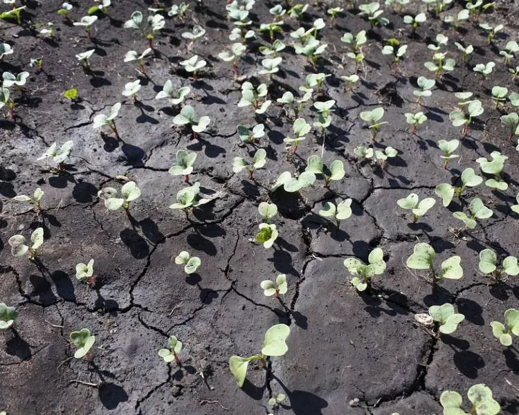 Когда сажать редис в открытых грунтах семенами: выращивание и уход от А до Я