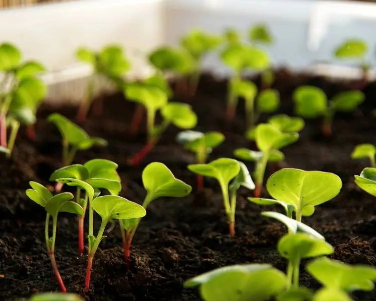 Когда сажать редис в открытых грунтах семенами: выращивание и уход от А до Я