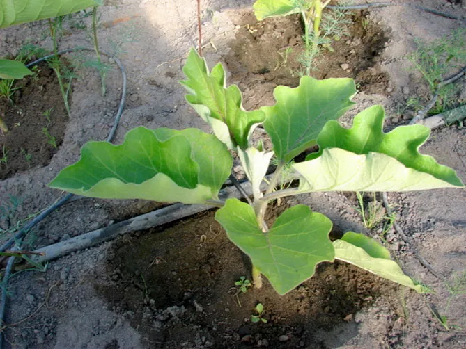 Когда сеять баклажаны на рассаду, выращивание и уход, сроки высадки в грунт
