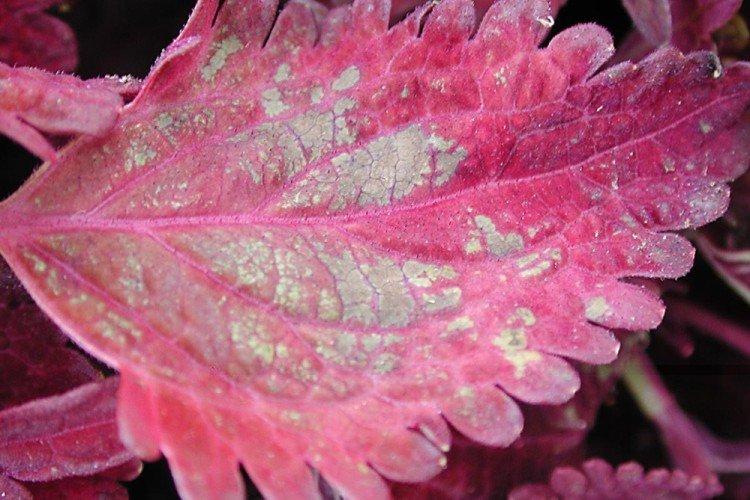 Колеус (60 фото) - виды, уход и выращивание