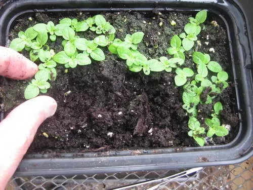 Колокольчик карпатский: выращивание из семян в домашних условиях