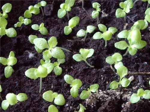 Колокольчик карпатский: выращивание из семян в домашних условиях