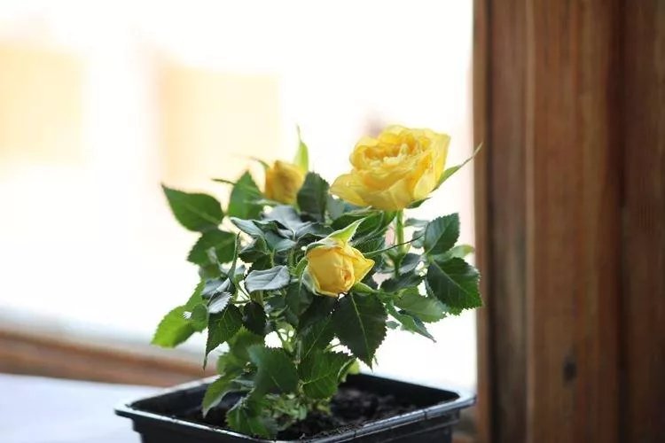 Комнатная роза (80 фото) – виды, уход и выращивание