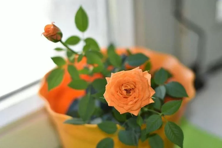 Комнатная роза (80 фото) – виды, уход и выращивание