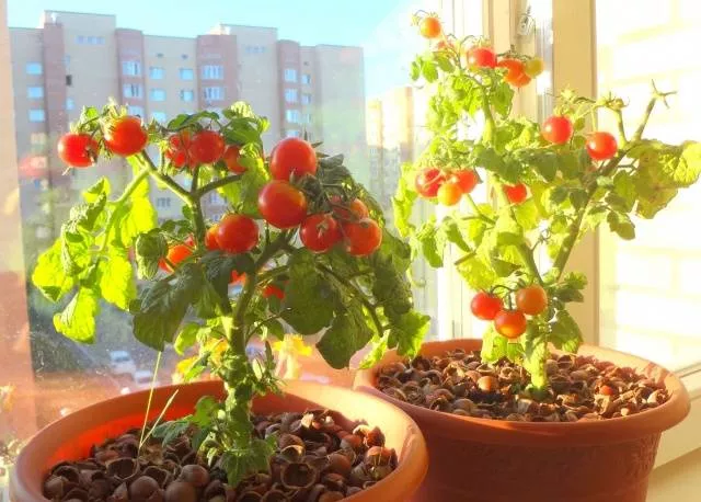 Комнатные помидоры – выращивание зимой на окне
