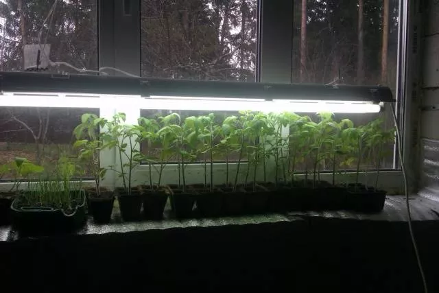 Комнатные помидоры – выращивание зимой на окне