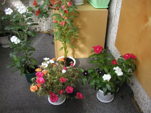 Комнатный барвинок: уход и выращивание в кашпо, фото