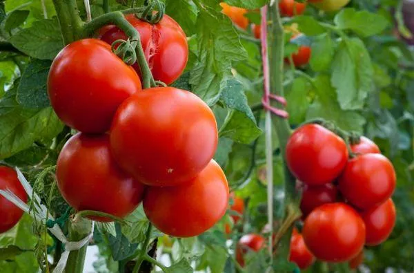 Комплексная подкормка для томатов