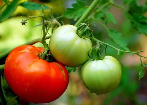 Комплексная подкормка для томатов