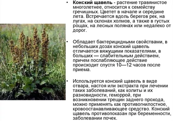 Конский щавель. Фото растения крупным планом, как избавиться от узла, лечебные свойства