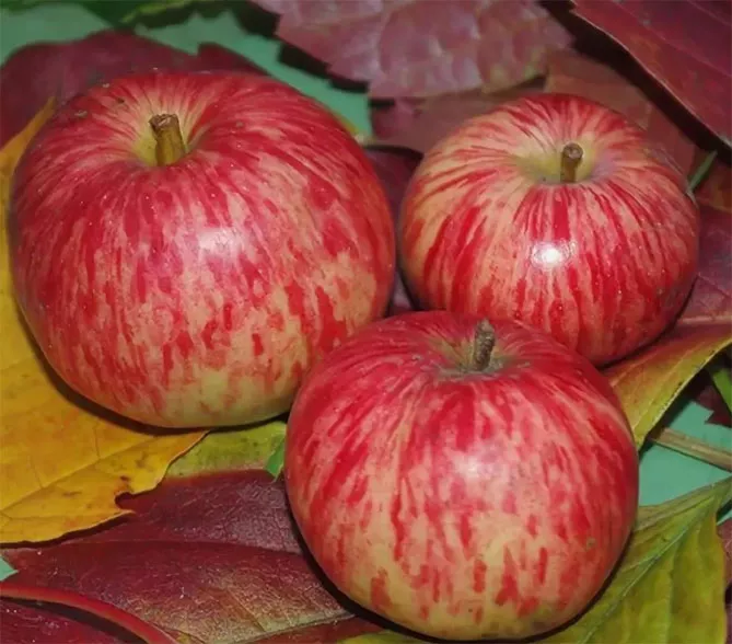 Полосатая корица: описание сорта яблони, опылители, урожайность, отзывы и фото