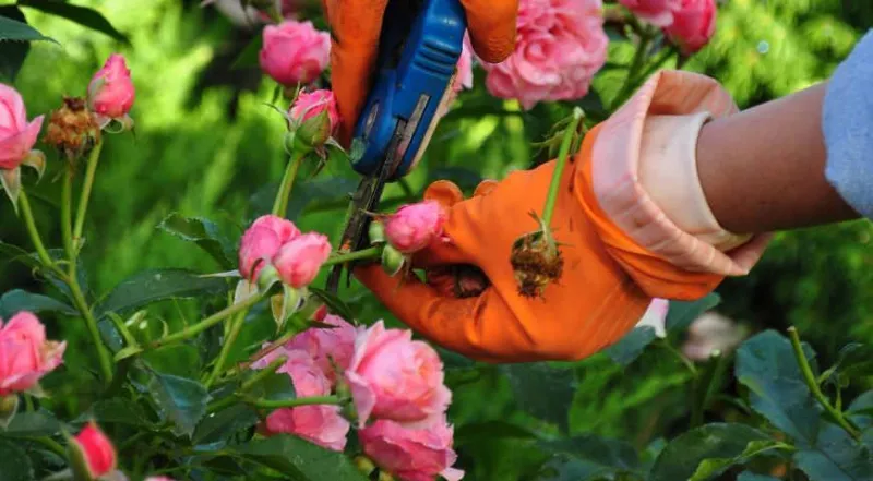Королева цветов в собственном саду: хитрости выращивания роз