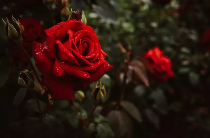 Королева цветов в собственном саду: хитрости выращивания роз