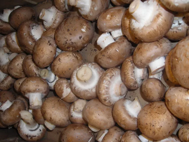 Королевские грибы: чем отличаются от обычных, описание и фото