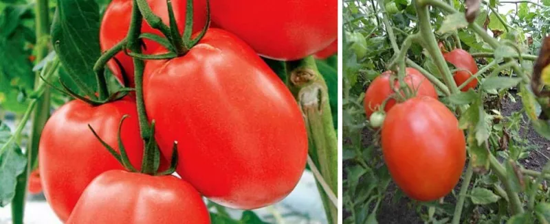 Крупные сорта томатов для теплиц и открытого грунта