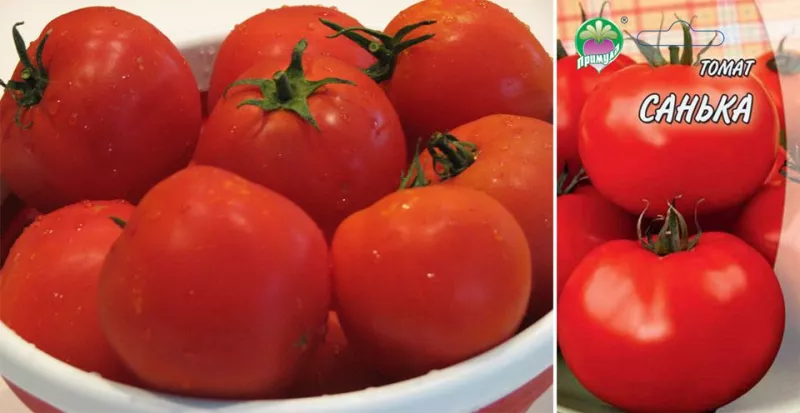 Крупные сорта томатов для теплиц и открытого грунта