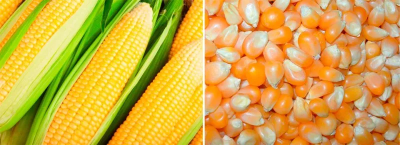 Кукуруза: сорта и особенности выращивания для разных регионов