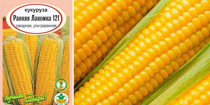 Кукуруза: сорта и особенности выращивания для разных регионов