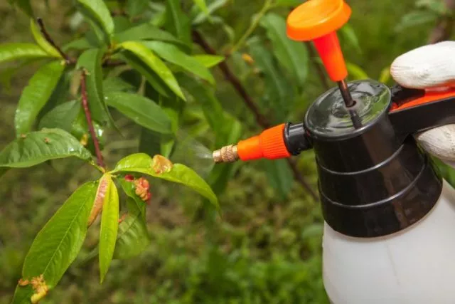 Курчавость листьев персика: меры борьбы и профилактики