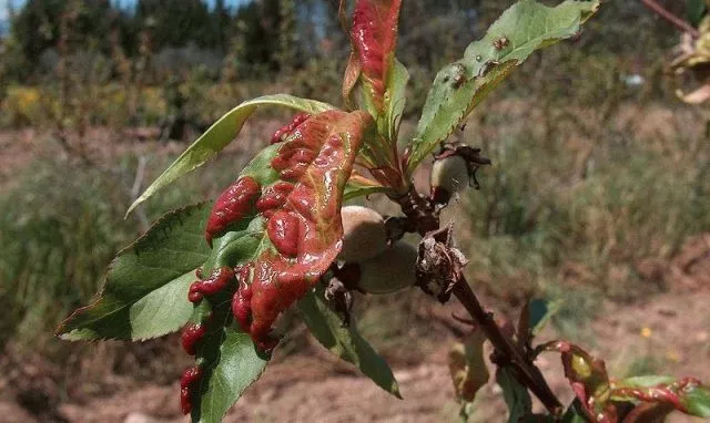 Курчавость листьев персика: меры борьбы и профилактики