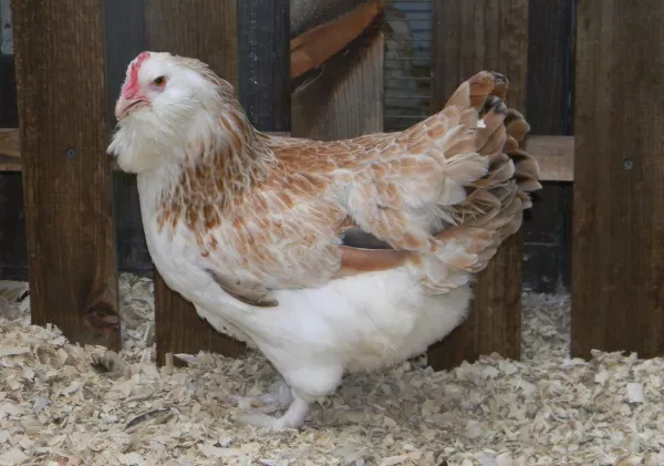 Куриные фавероли. Фото и описание, породы кур, отзывы владельцев, цена