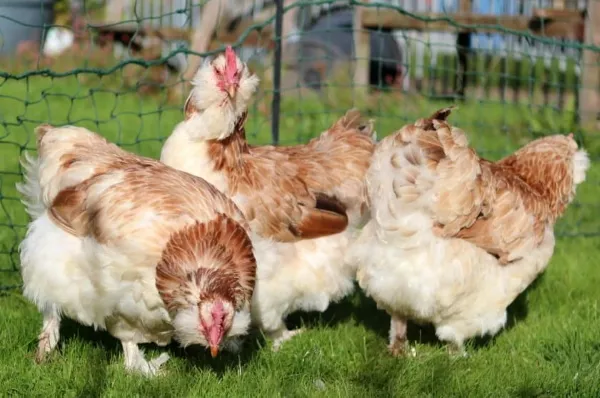 Куриные фавероли. Фото и описание, породы кур, отзывы владельцев, цена