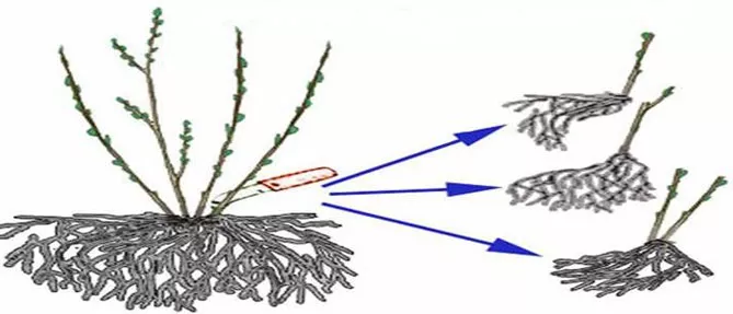 Кустарниковая ирга – посадка и уход в открытом грунте, размножение