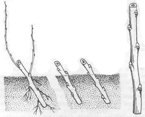 Кустарниковая ирга – посадка и уход в открытом грунте, размножение
