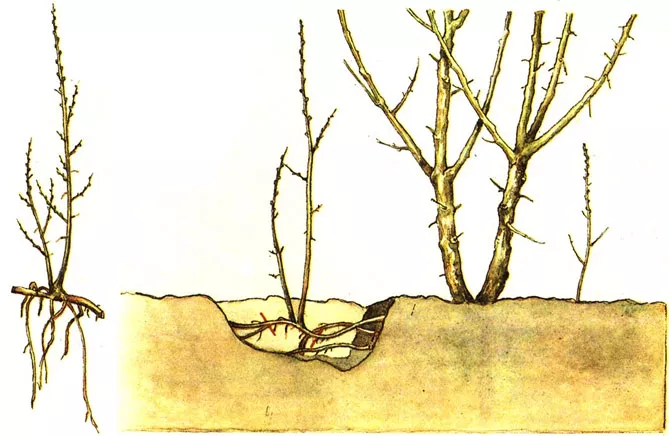 Кустарниковая спирея – посадка, выращивание и уход, фото
