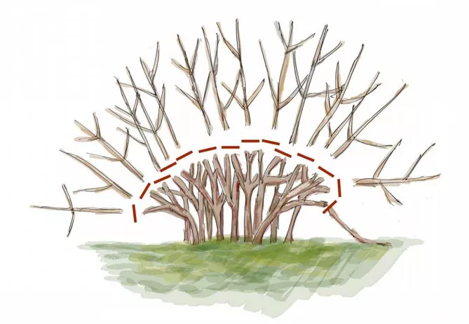 Кустарниковая спирея – посадка, выращивание и уход, фото