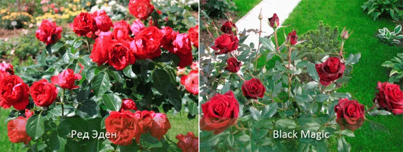 Кустовые розы: описание видов, сортов, особенности ухода