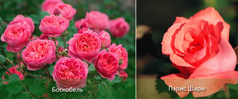 Кустовые розы: описание видов, сортов, особенности ухода