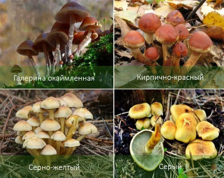 Летние грибы и их отличия от ложных