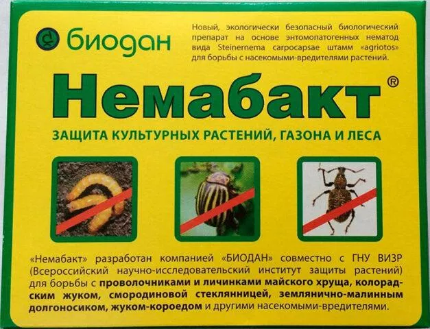 Пусть личинки жуков едят клубнику: как поливать, как защищать